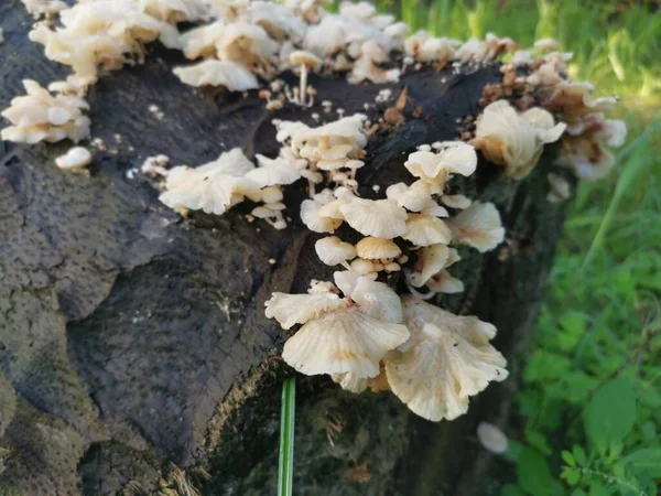 Wilde Weiße Holzpilze Oder Pilze Auf Abgestorbenem Stamm — Stockfoto