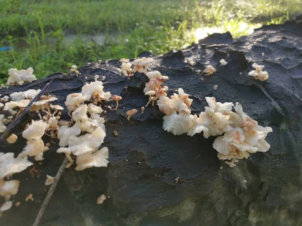 Wilde Weiße Holzpilze Oder Pilze Auf Abgestorbenem Stamm — Stockfoto