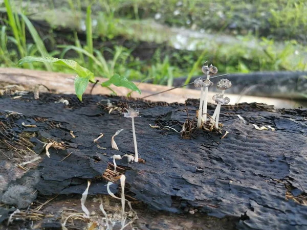枯枝上的野生白木真菌或蘑菇 — 图库照片