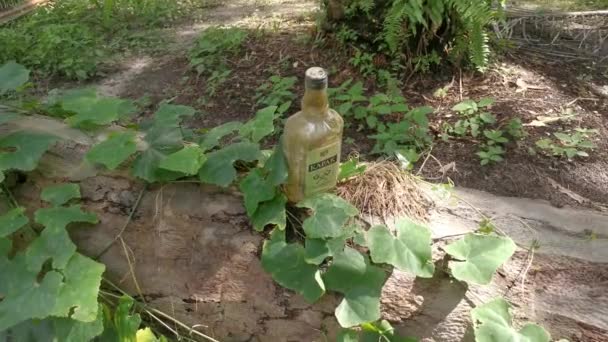 Perak Malaysia 2020 Satu Botol Bir Kapak Kosong Ditemukan Batang — Stok Video