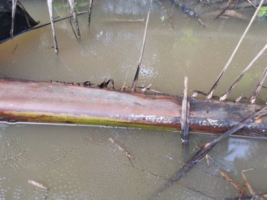Yüzen kurbağa yumurtalarıyla su birikintisi.