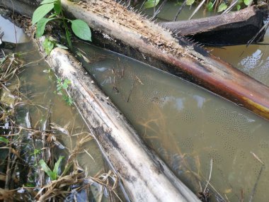 Yüzen kurbağa yumurtalarıyla su birikintisi.