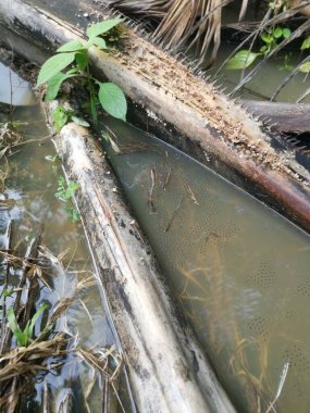 Yüzen kurbağa yumurtalarıyla su birikintisi.