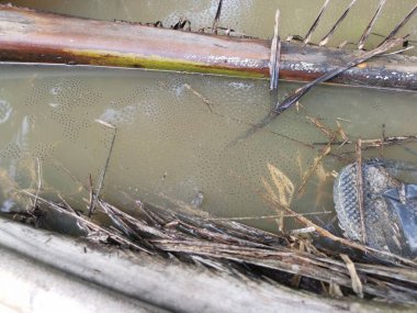 Yüzen kurbağa yumurtalarıyla su birikintisi.