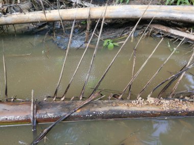 Yüzen kurbağa yumurtalarıyla su birikintisi.