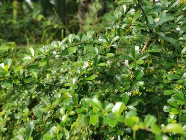 Murraya, doğada yetişen panikli çalı bitkisi.
