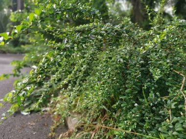 Murraya, doğada yetişen panikli çalı bitkisi.