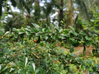 Murraya, doğada yetişen panikli çalı bitkisi.