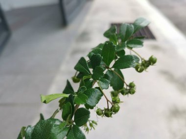 Murraya, doğada yetişen panikli çalı bitkisi.