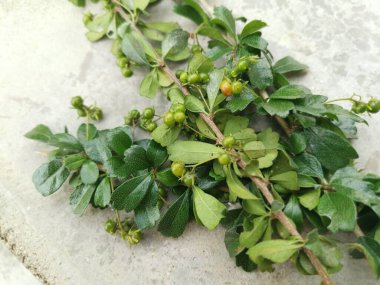 Murraya, doğada yetişen panikli çalı bitkisi.