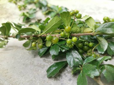 Murraya, doğada yetişen panikli çalı bitkisi.