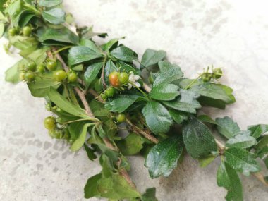 Murraya, doğada yetişen panikli çalı bitkisi.