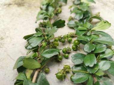 Murraya, doğada yetişen panikli çalı bitkisi.