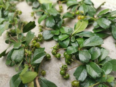 Murraya, doğada yetişen panikli çalı bitkisi.