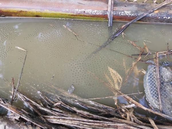 水坑表面有漂浮的粘性青蛙蛋 — 图库照片