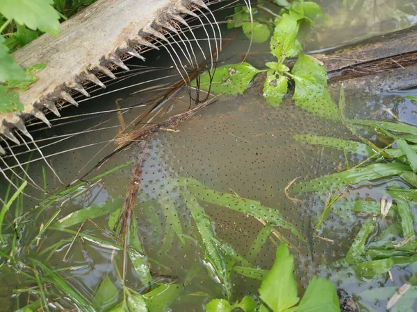 水坑表面有漂浮的粘性青蛙蛋 — 图库照片