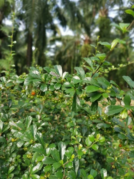 Murraya Paniculata Θαμνώδες Φυτό Που Αναπτύσσεται Στην Άγρια Φύση — Φωτογραφία Αρχείου