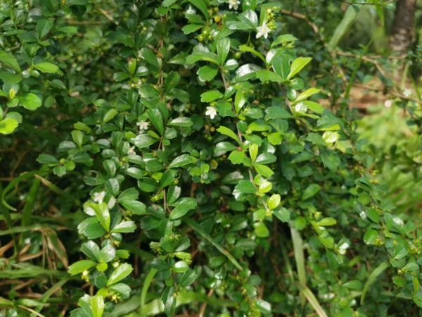 野生で育つムラーヤ パンフィカータ ブッシーな植物 — ストック写真