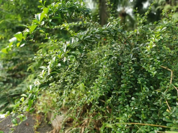 Murraya Paniculata Arbustiva Planta Que Crece Naturaleza —  Fotos de Stock