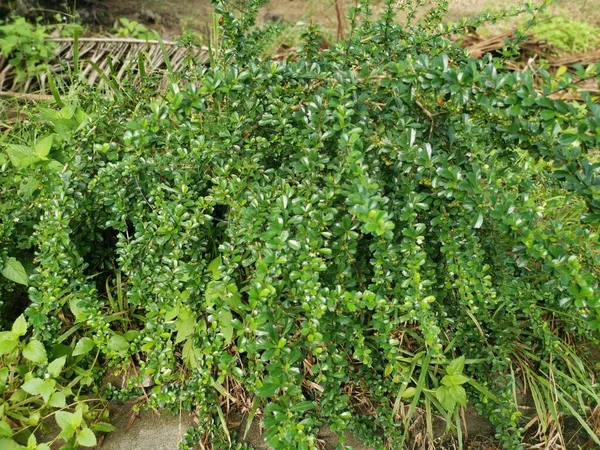 Murraya Paniculata Arbustiva Planta Que Crece Naturaleza —  Fotos de Stock
