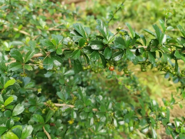 Murraya Paniculata Krzewiasta Roślina Rosnąca Środowisku Naturalnym — Zdjęcie stockowe