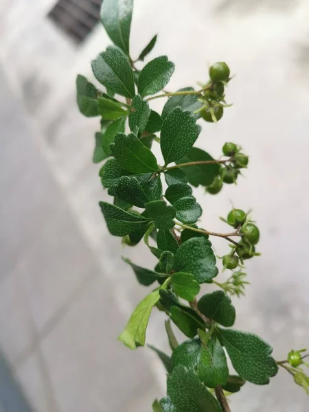 Murraya Paniculata Tanaman Lebat Tumbuh Alam Liar — Stok Foto