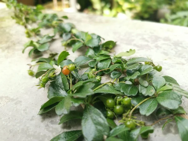 在野外生长的毛茸茸的植物 — 图库照片