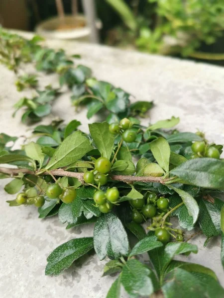 Murraya Paniculata Buschige Pflanze Die Freier Wildbahn Wächst — Stockfoto