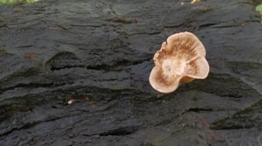 Vahşi beyaz orman mantarı ya da ölü sandıkta mantar..
