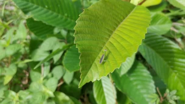 Diminuta Hormiga Rezando Mantis Posada Hojas — Vídeo de stock