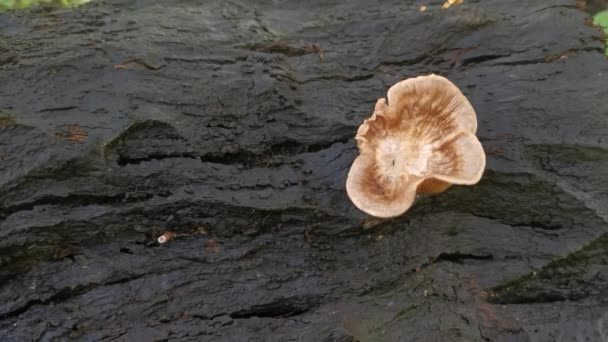 Fungos Madeira Branca Selvagem Cogumelos Tronco Morto — Vídeo de Stock