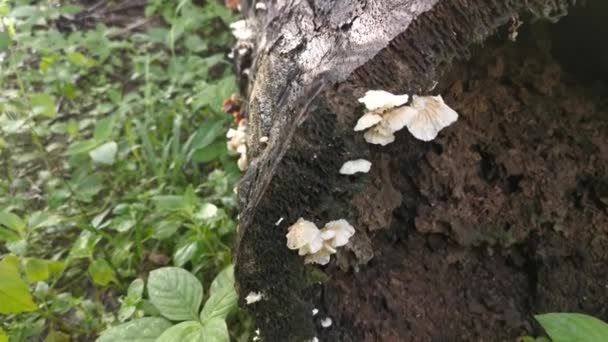 Funghi Selvatici Legno Bianco Funghi Sul Tronco Morto — Video Stock