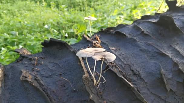 Wilde Weiße Holzpilze Oder Pilze Auf Abgestorbenem Stamm — Stockvideo