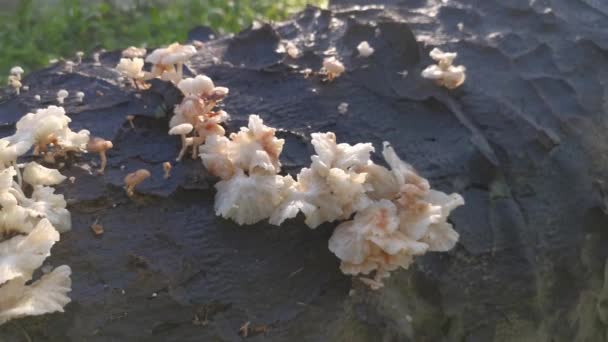 Fungos Madeira Branca Selvagem Cogumelos Tronco Morto — Vídeo de Stock