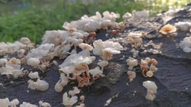 Wilde Weiße Holzpilze Oder Pilze Auf Abgestorbenem Stamm — Stockvideo