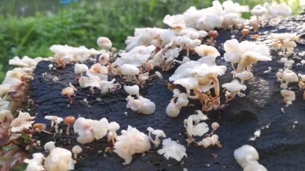 Fungos Madeira Branca Selvagem Cogumelos Tronco Morto — Vídeo de Stock