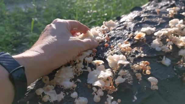 Wilde Weiße Holzpilze Oder Pilze Auf Abgestorbenem Stamm — Stockvideo