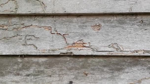废弃房屋的锈蚀木板质感木墙 — 图库视频影像