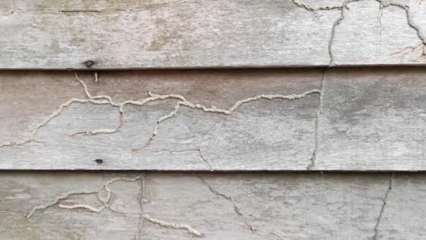 Гниющие Доски Текстурные Деревянные Стены Заброшенного Дома — стоковое видео