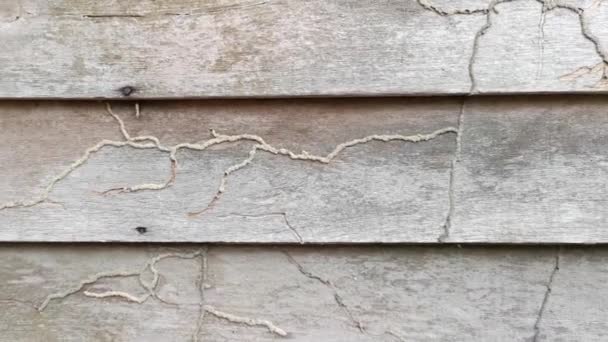 Rotting Planks Texture Wood Wall Abandoned House — Stock Video