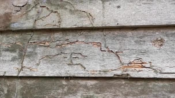 Planches Pourries Texture Mur Bois Une Maison Abandonnée — Video