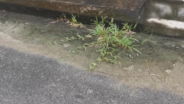 野生のアクソノープス圧縮草は道端で育ち — ストック動画