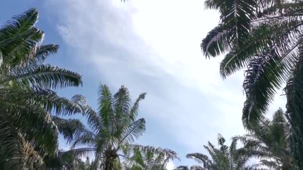 Kijkend Naar Prachtige Bewolkte Blauwe Lucht Overdag — Stockvideo