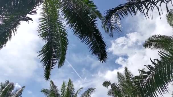 Tittar Upp Den Vackra Dagtid Molnigt Blå Himmel — Stockvideo