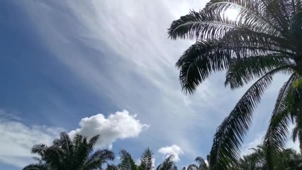 Mirando Hacia Arriba Hermoso Cielo Azul Nublado Durante Día — Vídeos de Stock