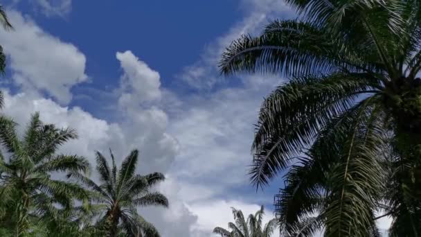 仰望美丽的白云蓝天 — 图库视频影像