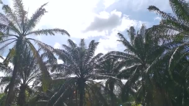 Kijkend Naar Prachtige Bewolkte Blauwe Lucht Overdag — Stockvideo