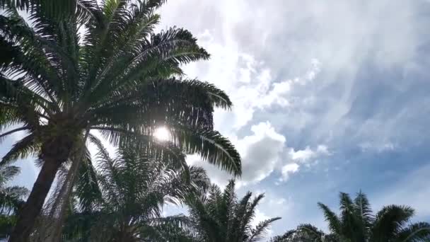 Kijkend Naar Prachtige Bewolkte Blauwe Lucht Overdag — Stockvideo