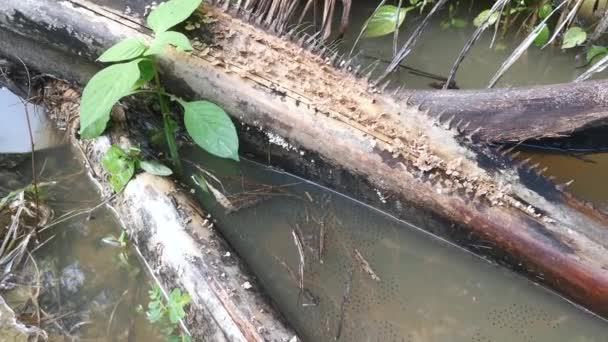 Pfützenoberfläche Mit Schwimmenden Klebrigen Froscheiern — Stockvideo