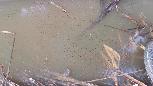 Permukaan Genangan Dengan Telur Katak Mengapung Lengket — Stok Video